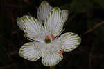 Largeleaf grass of Parnassus